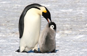 Antarctica_november_2007