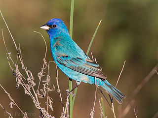 Oiseau bleu